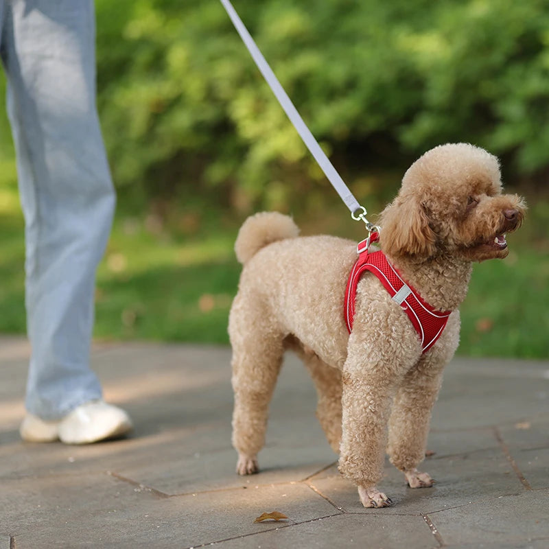 Adjustable Dog Harness & Leash Set - Small Dogs