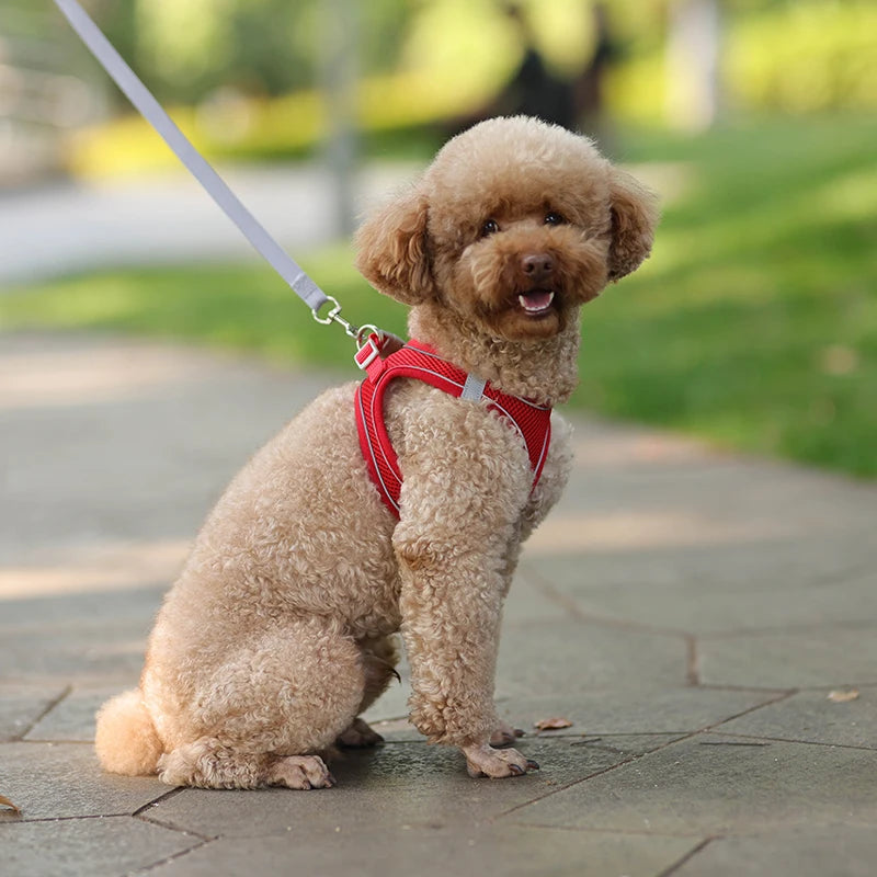 Adjustable Dog Harness & Leash Set - Small Dogs