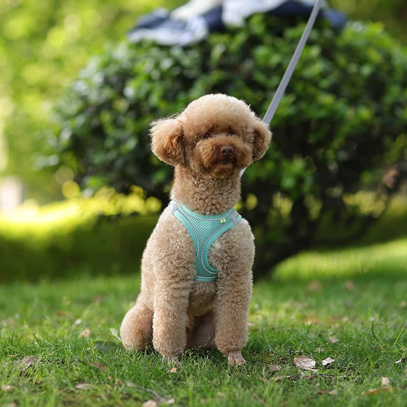 Adjustable Dog Harness & Leash Set - Small Dogs